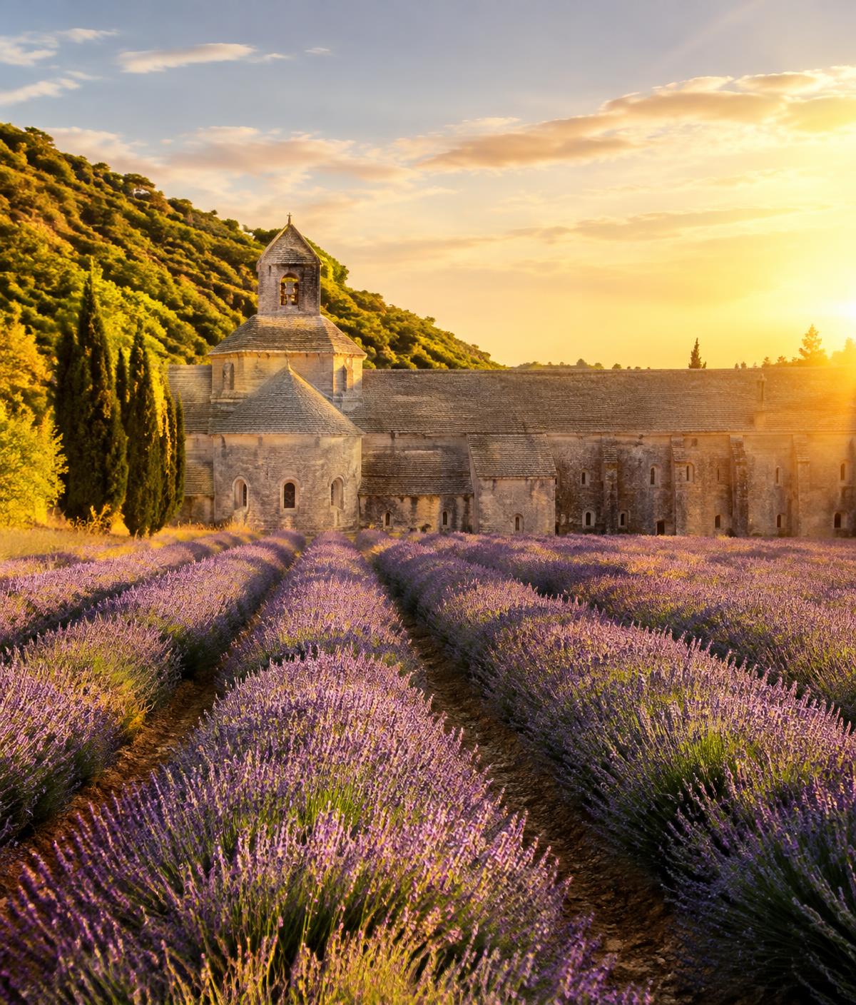 Abbaye de Sénanque behind blooming lavender at sunset